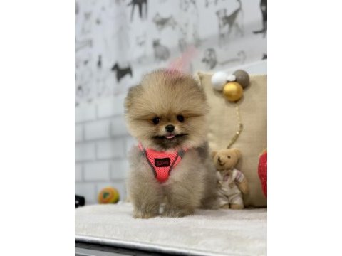 Minik teddy bear pomeranian kızımız