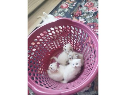 Scottish fold yavrular 2 adet