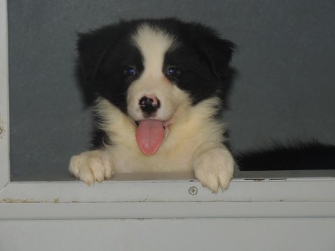Trde tek fcı kıf a şecereli 1840 a kadar soyağacı collie