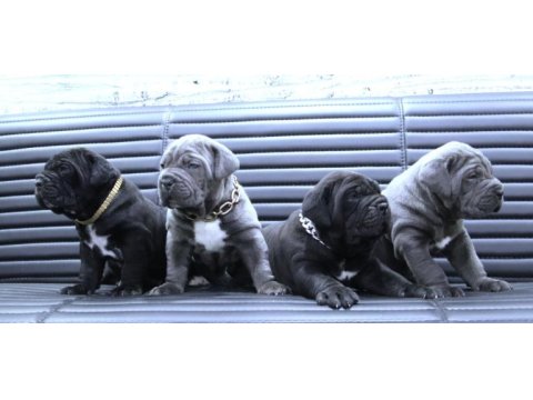 Fcı-kıf şecereli safkan cane corso
