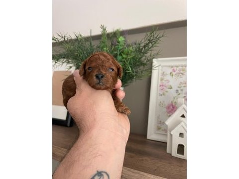 Toy poodle