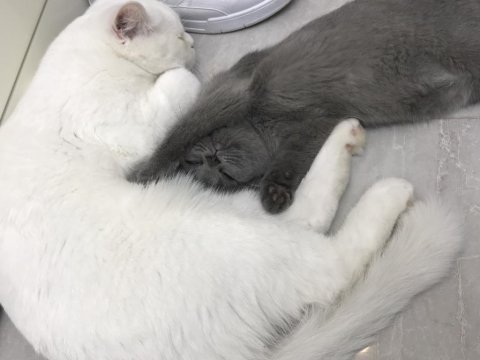 Gri dişi british longhair