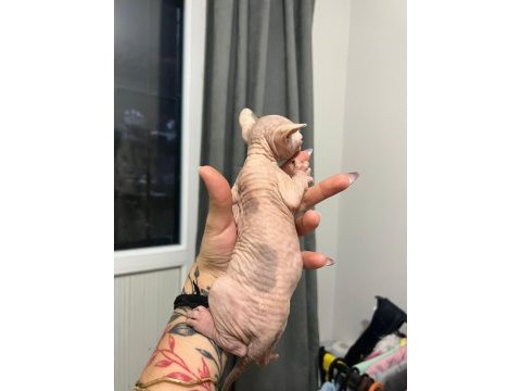 Erkek safkan kanada sfenksi yavruları