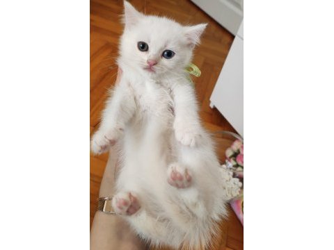 Bursa scottish straight shorthair old eyes bebekler