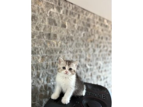 Safkan brıtısh shorthair yavrularım 