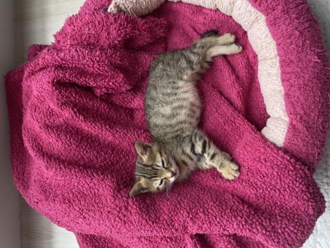 Minik yavru tekir kedimiz yuva arıyor