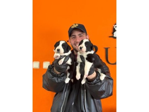 Burkemden a kan border collie yavruları