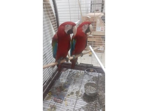 Kırmızı macaw faturalı çipli
