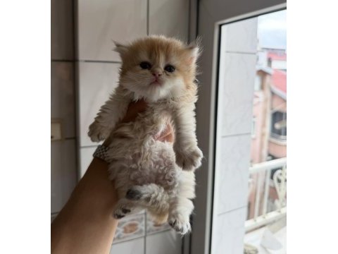 Üst düzey safkan british golden bebekler