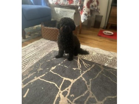 2.5 yaşında dişi poodle