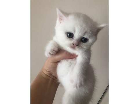 Son dişi british shorthair top kafa yavru