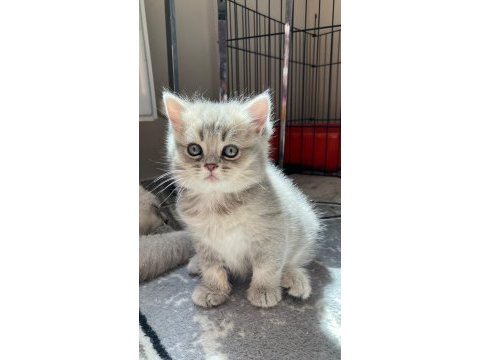 3 tane dişi 2 aylik british shorthair yavru kedimiz