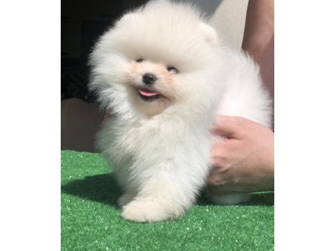 2.5 aylık erkek üst kalite pomeranian boo yavrular