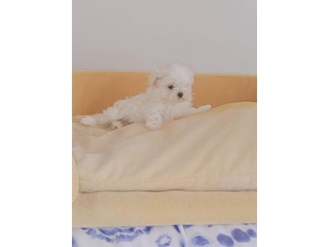 Maltese kızım