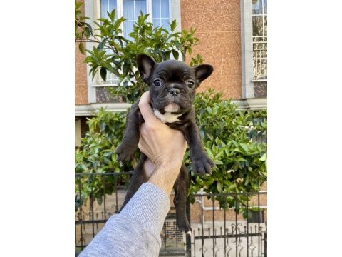 Birbirinden sevimli ve oyuncu french bulldog yavrularımız