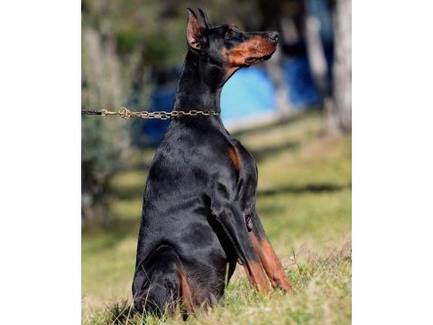 Export şecereli balkan şampiyonu damızlık doberman