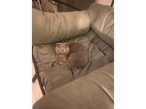 Scottish fold ve british kedisi