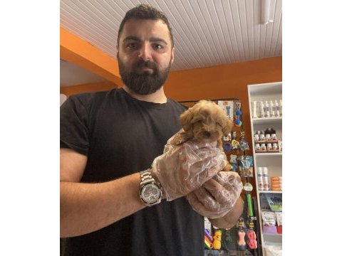 Teacup maltipoo yavrularımız