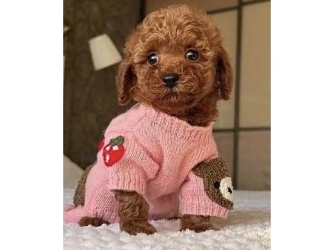 Toy poodle minyatür