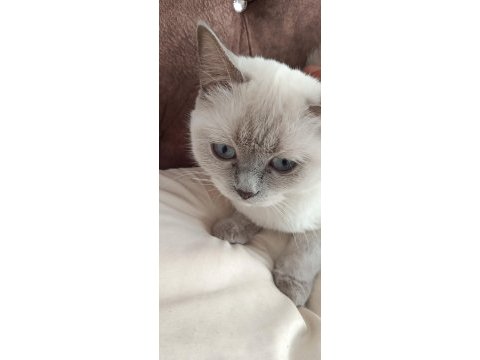 Acil satılık british shorthair