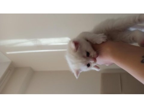 Dişi erkek british shorthair yavrular rezerveye açıktır