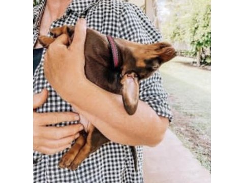 A kalite dachshund sosis yavrular hazır