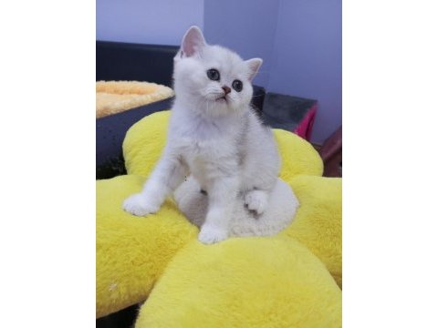 2 ve 3,5 aylık safkan silver shaded catteryden kediler