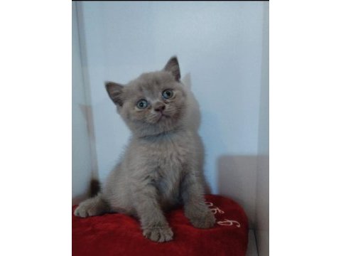 Sevimli british shorthair yavrularımız yeni yuvasını arıyor