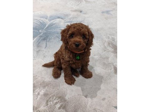 Toy poodle güzelliği