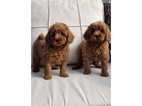 Red brown toy poodle bebeklerimiz