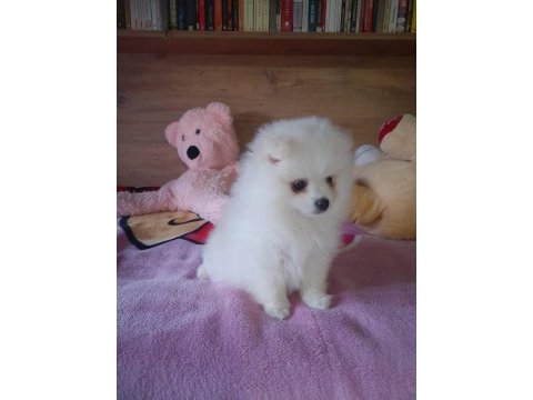 Pomeranian boo teddy bear 2 aylık beyaz dişi