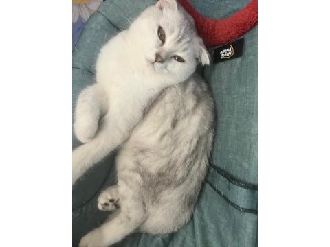 Dişi scottish fold kedimi sahiplendiriyorum