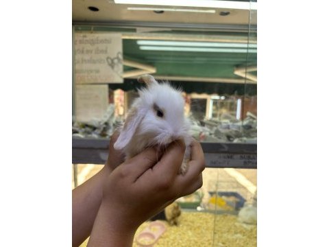 Hollanda lop ve cüce tavşanım gelmiştir