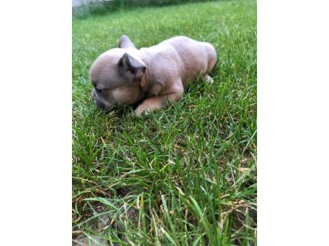 French bulldog yavrumuz yeni ailesini arıyor