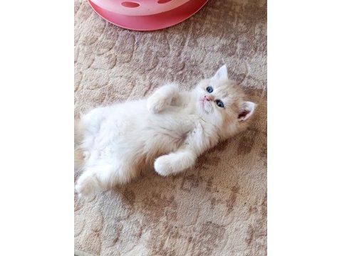Cy 12 dişi yavru british shorthair