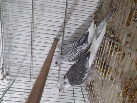 Sultan papağanı yeni yeme düşmüş