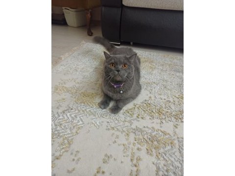 Erkek kısır british shortair