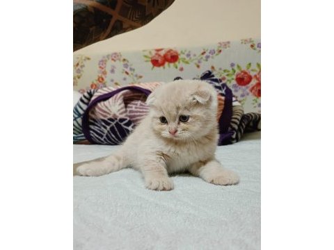 2025 doğumlu scottish fold bebekler yeni yuvalarını bekliyor