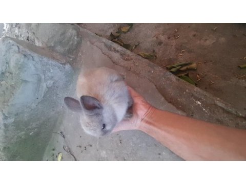 Cüce tavşan yavrusu