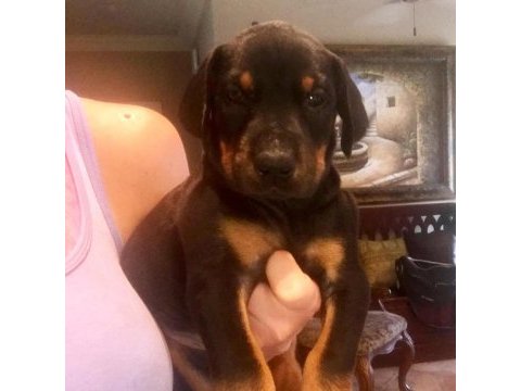 Ev ortamında doğan bebek köpeklerim yeni evini arıyor