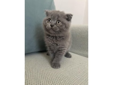 Scottish fold ve british shorthair yavruları