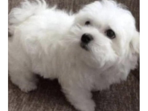 Safkan maltese yavruları