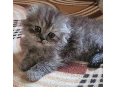 Scottish fold longhair dişi