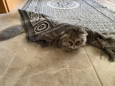 3 aylık kedimiz