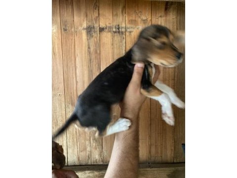 Beagle bebişler