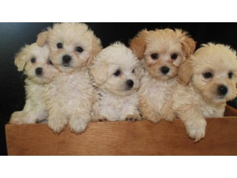 Yeni doğmuş maltipoo