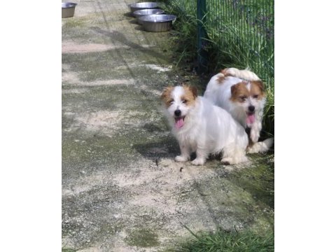 Şecereli jack russell terrier