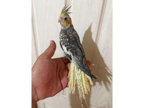 63 günlük full evcil kusursuz sultan papağanı bebek