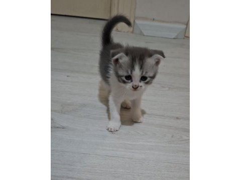 Sevimli scottish fold yavrusu