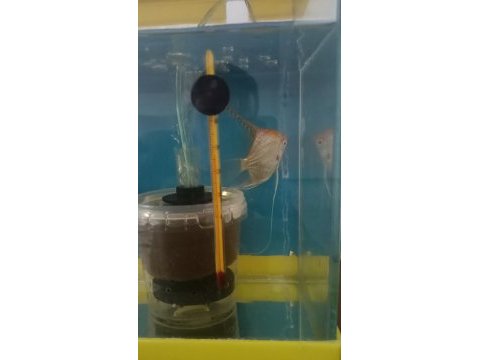 Eş yumurta çizmiş silver melek balığı